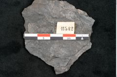 Foto (Detailansicht) von Plantae indet.  (NHMW-GEO-2024-0188-11542)